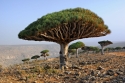Koks salā Socotra, Jemena 