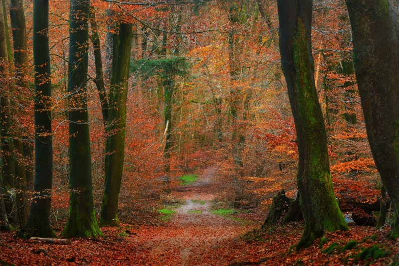 Path in the autumn forest 