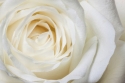 Baltā roze