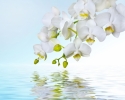 Baltas orhidejas 