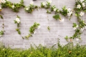 Ķieģeļu siena ar ziediem