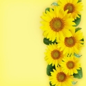 Saulespuķes uz dzeltena fona