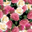 Rozā baltas rozes 