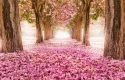 Rozā ziedu koku tunelis 