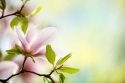 Ziedoša magnolija 
