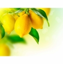 Nogatavojušies citroni