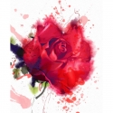 Akvareļu roze