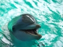 Delfīns 