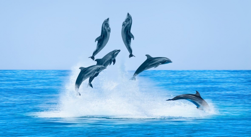 Дельфины 