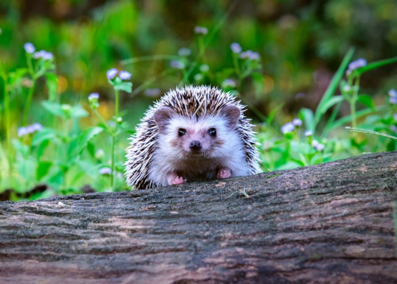 Hedgehog in the forest 
