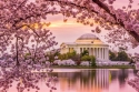 Vašingtonas ķiršu ziedēšanas sezona 