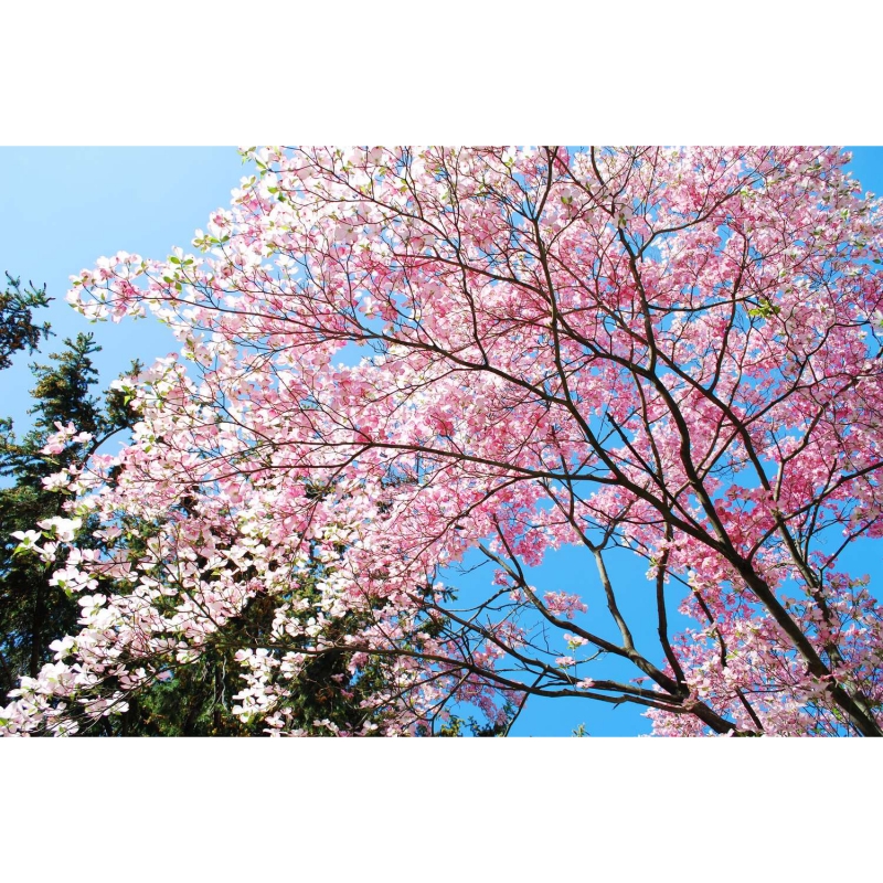Pavasara sakura