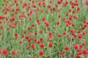 Fototapete Pļava ar sarkaniem ziediem