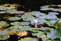 Fototapete Dīķis, kurā zied lilijas
