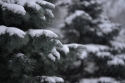Fototapete Egles sniegā